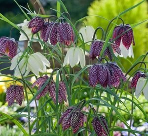 Mix Di 30 Bulbi Di Fritillaria Meleagris: 1