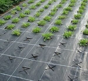 Telo Per Pacciamatura Anti-Erbaccia E Anti-Alghe: 2 X 100 M