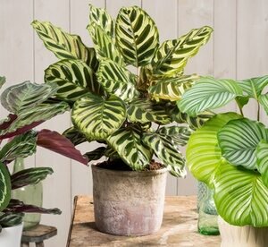 Calathea Orbifolia
