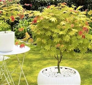 1 Pianta / Acer Starfish