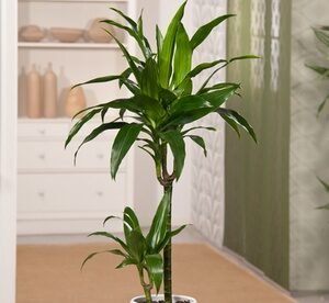 Pianta Di Dracaena Janet Craig Con Altezza Alla Consegna Di 140-150 Cm