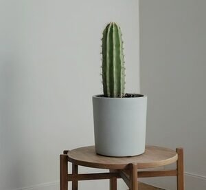2 Piante Di Euphorbia Ingens