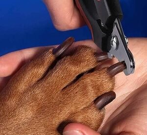 2 Tagliaunghie Per Animali Domestici / Grande