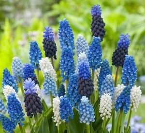 50 Bulbi Di Muscari White Magic