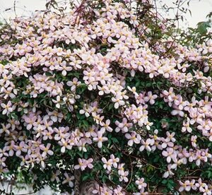 Clematis Montana: Wilsonii