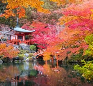 Set Di 4 Aceri Giapponesi: Acer Palmatum “Butterfly