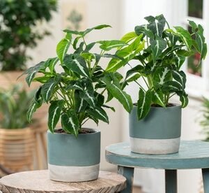 1 Pianta Di Syngonium Wendlandii