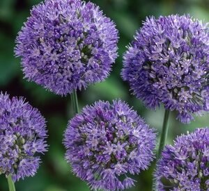 80 Bulbi Di Fiori Allium Caeruleum Rootz