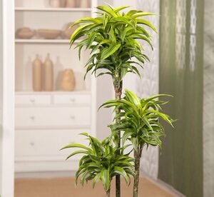 Pianta Di Dracaena Lemon Lime