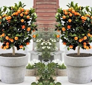 Pianta Di Mini-Arancio Citrus Calamondin