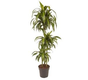 Pianta Di Dracaena Hawaiian Sunshine