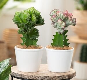 2 Piante Di Euphorbia Lactea