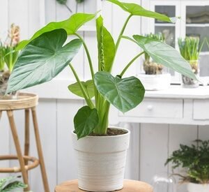 1 Pianta Di Orecchio D Elefante Alocasia Macrorrhiza Rootz