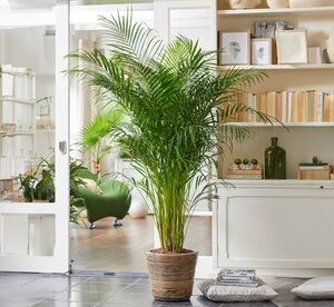 1 Pianta Di Palma Areca Dypsis Purificante Dell Aria