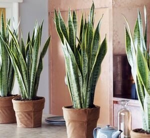 Pianta Sansevieria : Grande