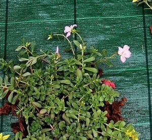 Telo Pacciamatura Protettivo Da Giardino: 1 X 50 M