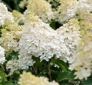 Set Di 3 Piante Di Ortensia: Hydrangea Paniculata Phantom