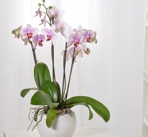 Phalaenopsis Wit